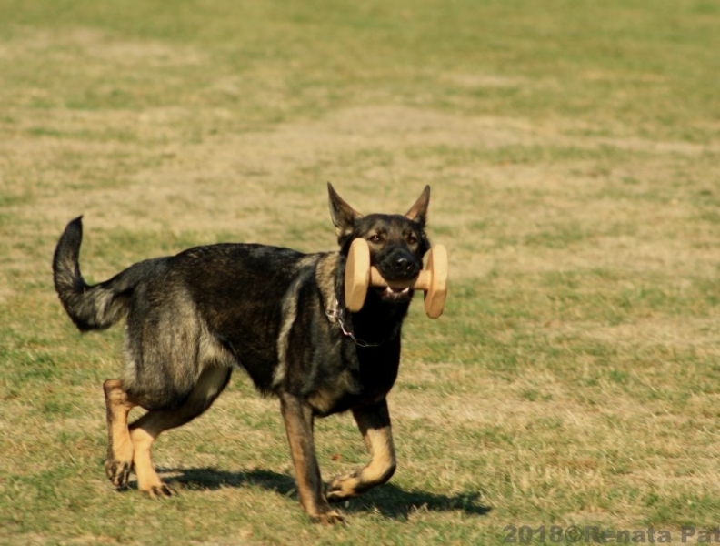 Všestranný pes Zbraslavi 2019 – fotogalerie